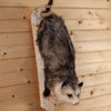 Excellent Opossum on Branch Full Body Taxidermy Mount SW10807