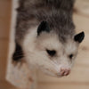 Excellent Opossum on Branch Full Body Taxidermy Mount SW10807