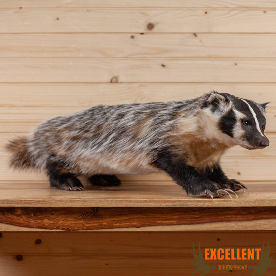 badger lifesize full body taxidermy mount for sale