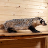Excellent Badger Lifesize Full Body Taxidermy Mount SW10809
