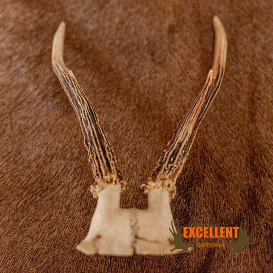 Premier 10 Point Mule Deer Buck Antler Mount WS8005