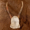 Excellent 2 Point Roe Deer Skull Cap with Antlers SW10811