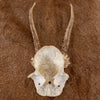Excellent 2 Point Roe Deer Skull Cap with Antlers SW10813