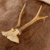 Excellent 5 Point Roe Deer Skull Cap with Antlers SW10815