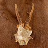 Excellent 4 Point Roe Deer Skull Cap with Antlers SW10819