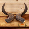 mouflon sheep horns pair for sale