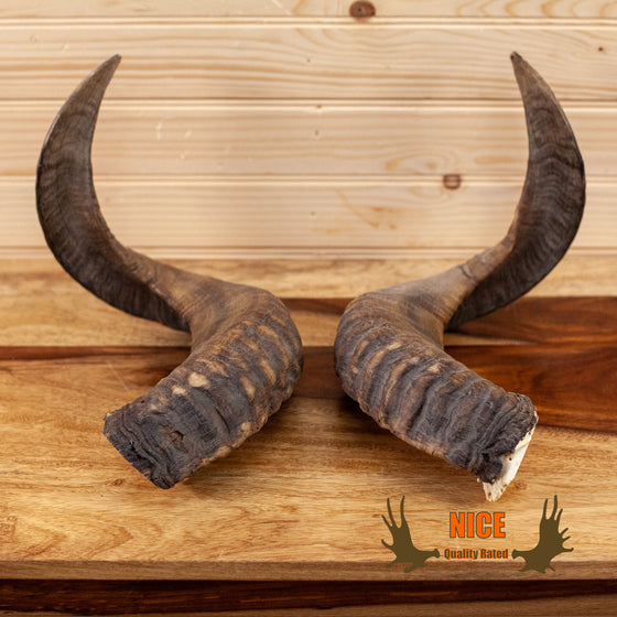 mouflon sheep horns pair for sale