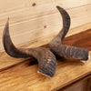 Nice Mouflon Sheep Horns Pair SW10825