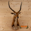 African kafue flats lechwe taxidermy shoulder mount for sale