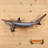 sand shark reproduction taxidermy mount for sale