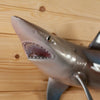Excellent Reproduction Sand Shark Full Body Taxidermy Mount SW10831