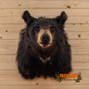 black bear taxidermy shoulder mount for sale