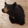 Excellent Black Bear Taxidermy Shoulder Mount SW10833
