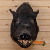 wild hog boar taxidermy head shoulder mount for sale