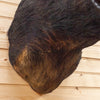 Excellent Wild Boar Hog Taxidermy Shoulder Mount SW10834
