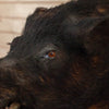 Excellent Wild Boar Hog Taxidermy Shoulder Mount SW10834