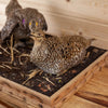 Premier Sharp-tailed Grouse Pair Taxidermy Mount SW10836