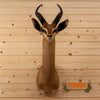 east African gerenuk taxidermy shoulder mount for sale