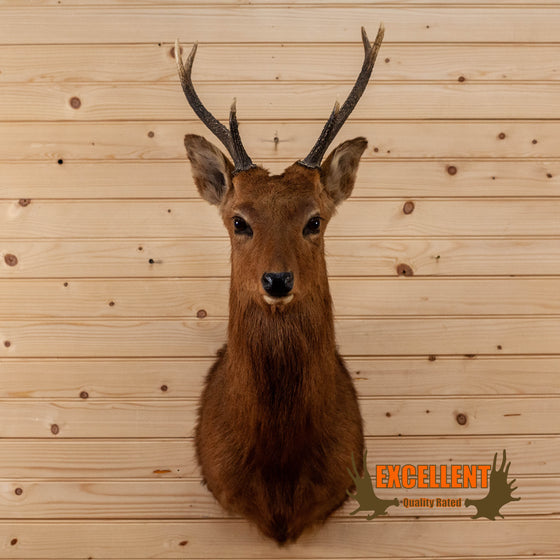 sika deer taxidermy shoulder mount for sale