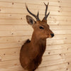 Excellent Sika Deer Taxidermy Shoulder Mount SW10072