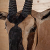 Excellent Fringe-eared Oryx Taxidermy Shoulder Mount SW10841