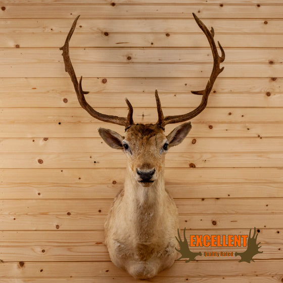 fallow deer taxidermy shoulder mount for sale