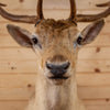 Excellent Blonde Fallow Deer Taxidermy Shoulder Mount SW10842