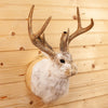 Excellent Jackalope with Whitetail Deer Antlers Taxidermy Shoulder Mount SW10845