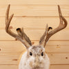 Excellent Jackalope with Whitetail Deer Antlers Taxidermy Shoulder Mount SW10845