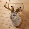 Excellent Jackalope with Whitetail Deer Antlers Taxidermy Shoulder Mount SW10846