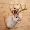 Excellent Jackalope with Whitetail Deer Antlers Taxidermy Shoulder Mount SW10847