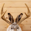 Excellent Jackalope with Whitetail Deer Antlers Taxidermy Shoulder Mount SW10847