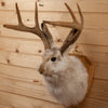 Excellent Jackalope with Whitetail Deer Antlers Taxidermy Shoulder Mount SW10848