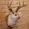 Excellent Jackalope with Whitetail Deer Antlers Taxidermy Shoulder Mount SW10848