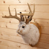 Excellent Jackalope with Whitetail Deer Antlers Taxidermy Shoulder Mount SW10849