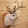 Excellent Jackalope with Whitetail Deer Antlers Taxidermy Shoulder Mount SW10849