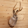 Excellent Jackalope with Whitetail Deer Antlers Taxidermy Shoulder Mount SW10850