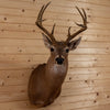 Excellent 8 Point Whitetail Buck Deer Taxidermy Shoulder Mount SW10862