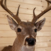 Excellent 8 Point Whitetail Buck Deer Taxidermy Shoulder Mount SW10862