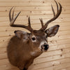 Excellent 10 Point Whitetail Buck Deer Taxidermy Shoulder Mount SW10864
