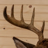 Excellent 10 Point Whitetail Buck Deer Taxidermy Shoulder Mount SW10865