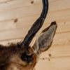 Excellent Pronghorn Antelope Taxidermy Shoulder Mount SW10866