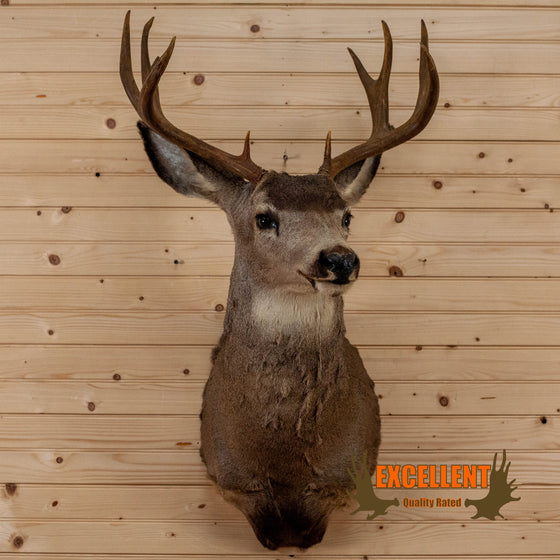 mule deer taxidermy shoulder mount for sale
