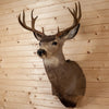 Excellent 10 Point Mule Deer Buck Deer Taxidermy Shoulder Mount SW10867