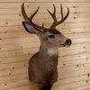 Excellent 10 Point Mule Deer Buck Deer Taxidermy Shoulder Mount SW10867