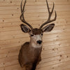 Excellent 8 Point Mule Deer Buck Deer Taxidermy Shoulder Mount SW10868