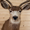 Excellent 8 Point Mule Deer Buck Deer Taxidermy Shoulder Mount SW10868