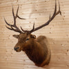 Excellent 6X6 Rocky Mountain Elk Taxidermy Mount SW10870
