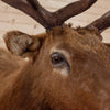 Excellent 6X6 Rocky Mountain Elk Taxidermy Mount SW10870