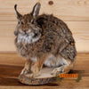 cottontail rabbit full body taxidermy mount for sale